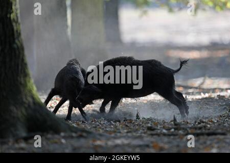 Wildschwein (Sus scrofa), kämpfend, gefangen Stockfoto