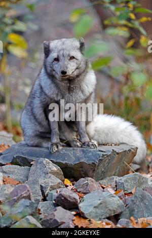 Polarfuchs oder Polarfuchs (Alopex Lagopus) Stockfoto