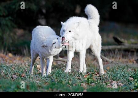 Arktischer Wolf (Canis lupus arctos), in Gefangenschaft Stockfoto