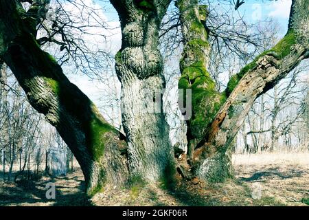 Weltlicher Baum. Die dreifache Eiche ist mehr als zweihundert Jahre alt und ist mit Wucherungen und Moos bedeckt. Frühling im alten Park Stockfoto