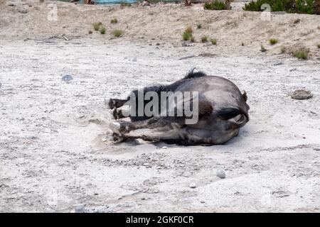 Bison kratzt und rollt sich im Schmutz des Yellowstone National Park herum Stockfoto