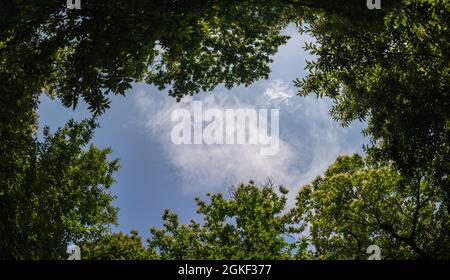 Blick auf den Himmel zwischen den Baumkronen - blauer Himmel, eingerahmt von Ästen Stockfoto
