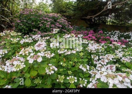 Lacecap Hortensia Teller White mit Hortensia Blue Wave (Mariesii Perfecta) im Hintergrund in einem Waldgebiet Stockfoto