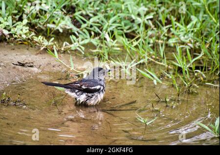 Orientalischer Elster-Rotkehlchen im Wasser.Copsychus saularis Stockfoto