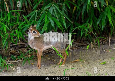 Kirk's Dik-dik (Madoqua Kirkii) Weiblich, kleine Antilopen beheimatet in Ostafrika Stockfoto