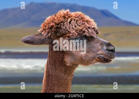 Alpaka (Lama pacos / Vicugna pacos) Nahaufnahme Porträt, Kameliden aus Südamerika Stockfoto