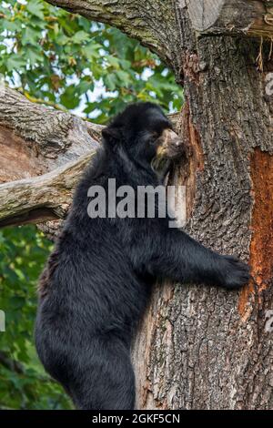 Brillenbär / Andenbär (Tremarctos ornatus) nur in Südamerika heimischer Kletterbaum im Zoo Stockfoto