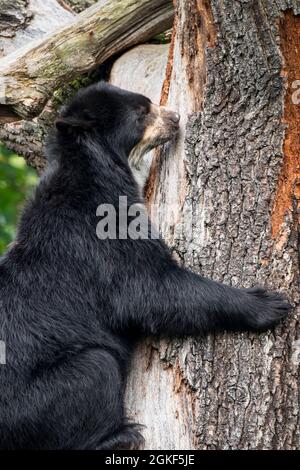 Brillenbär / Andenbär (Tremarctos ornatus) nur in Südamerika heimischer Kletterbaum im Zoo Stockfoto