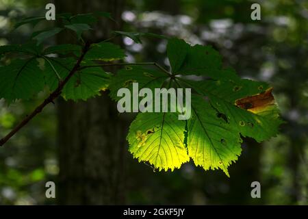 Die Sonne scheint im Spätsommer durch das Blatt der europäischen Hornkastanie / Rosskastanie / Konkerbaum (Aesculus hippocastanum) im Laubwald Stockfoto