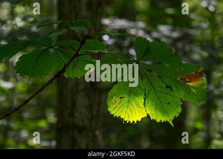 Die Sonne scheint im Spätsommer durch das Blatt der europäischen Hornkastanie / Rosskastanie / Konkerbaum (Aesculus hippocastanum) im Laubwald Stockfoto