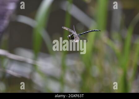 Männliche südliche Hawker-Fliege (Aeshna cyanea) fliegt im September in Großbritannien von rechts nach links vom Bild gegen einen verschwommenen grünen Schilf- und Wasserhintergrund Stockfoto