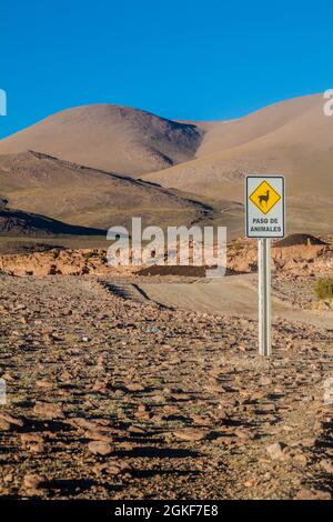 Schilder Tiere überqueren auf dem bolivianischen altiplano Stockfoto