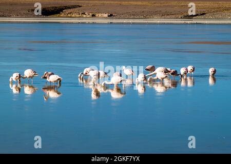 Im Laguna Collpa See im Reserva Nacional de Fauna Andina Eduardo Avaroa Schutzgebiet, Bolivien, leben viele Flamingos Stockfoto