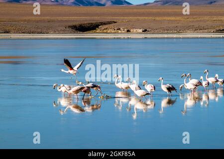 Im Laguna Collpa See im Reserva Nacional de Fauna Andina Eduardo Avaroa Schutzgebiet, Bolivien, leben viele Flamingos Stockfoto