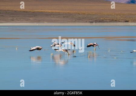 Im Laguna Collpa See im Reserva Nacional de Fauna Andina Eduardo Avaroa Schutzgebiet, Bolivien, leben viele Flamingos Stockfoto