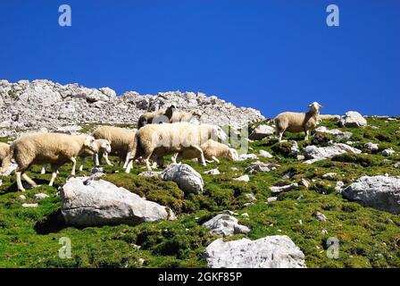 Slowenien, die Julischen Alpen, Sella Vrata. Weidende Schafe in den hohen Bergen. WWI. Der Vrata-Sattel wurde am 31. Mai 1915 erobert, aber er wurde den österreichisch-ungarischen Scharfschützen für die folgenden 4 Tage ausgesetzt. Stockfoto