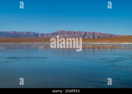 Flamingos in Laguna Collpa See in Reserva Nacional de Fauna Andina Eduardo Avaroa Schutzgebiet, Bolivien Stockfoto