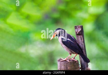 Die pied Myna oder Asiatischen pied Starling, ist eine Pflanzenart aus der Gattung der starling in den Indischen Subkontinent und Südostasien gefunden. Stockfoto