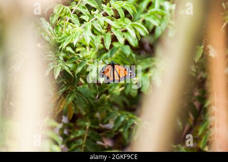 Roter Schmetterling über dem grünen Baum Stockfoto