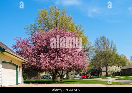 Rosafarbener, blühender Krabbelbaum, „Vorgemach-Rose“, Malus loensis, im vorderen Rasen eines Hauses. Kansas, USA. Stockfoto