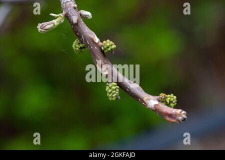Zweig des Walnussbaums. Nahaufnahme von grünen Knospen und ungeöffneten Walnussblättern auf natürlichem Hintergrund im Frühlingsgarten am warmen Maifeiertag, Juglans regia Stockfoto