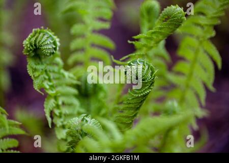 Junge Farnblätter. Aufgerollte hellgrüne Blätter von Brackens Busch aus der Nähe am warmen Frühlingsmorgen in der Sonne, Polypodiophyta Stockfoto