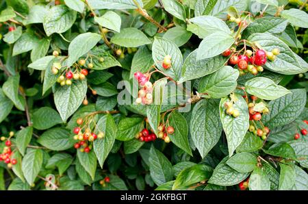 Trauben von reifen roten Beeren auf Cotoneaster lacteus immergrünen Strauch Stockfoto