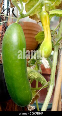 Gurke (Cucumis sativus) F1 Picolino, die auf der Rebe zur Ernte reifen kann Stockfoto