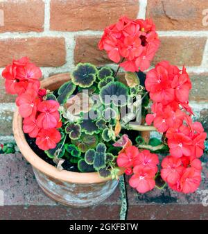 Leuchtend rote Geranium, die in einem Terracotta-Topf wächst Stockfoto