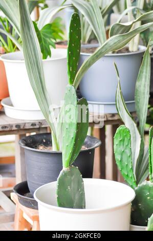 Kaktus im Blumentopf, Opuntia Pflanze Stockfoto