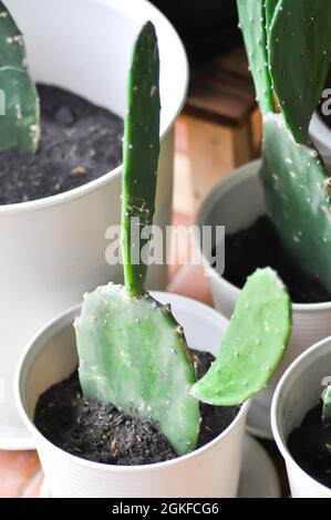 Kaktus im Blumentopf, Opuntia Pflanze Stockfoto