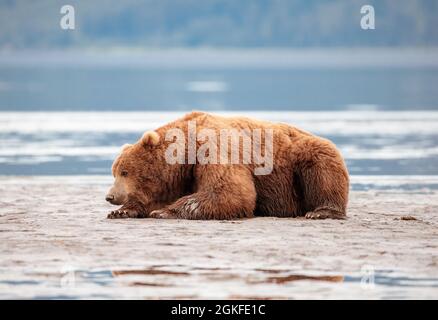 Großer Braunbär an der Küste ruht auf den Mud Flats Stockfoto