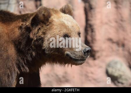 Kamchatka Brown Female Bear Seitenansicht Porträt Stockfoto