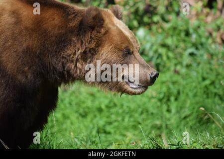 Kamchatka Brown Female Bear Fokussierung Stockfoto