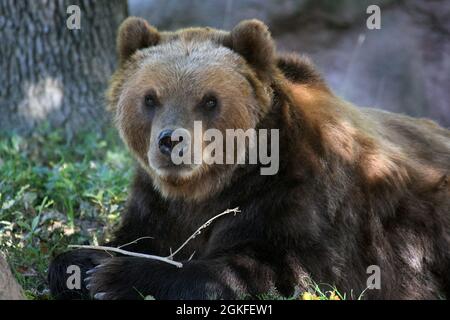 Kamtschatka Brauner Bär liegt in der Natur Stockfoto