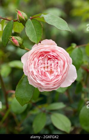 Nahaufnahme von Rosa Wisley 2008. Eine schöne rosa englische Strauchrose von David Austin. VEREINIGTES KÖNIGREICH Stockfoto