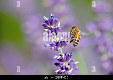 Honigbiene, die auf einer Lavendelblüte landet Stockfoto
