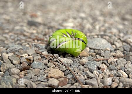 Nahaufnahme der Raupe der Sphinx ligustri, privet Hawk Motte Stockfoto
