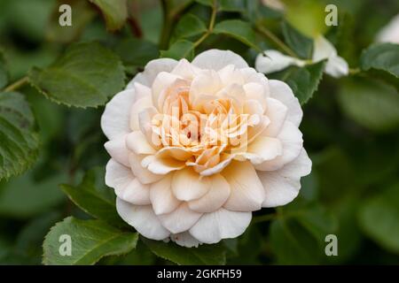 Eine Rose von David Austin namens Rosa Emily Bronte. Eine zartrosa Aprikosen-Strauchrose aus England blüht in Großbritannien Stockfoto