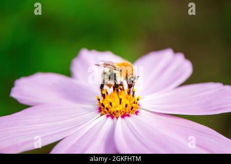 Bombus pascuorum, die gemeine Carder Biene, einzelne Hummel auf rosa Cosmos-Blume, selektiver Fokus Stockfoto