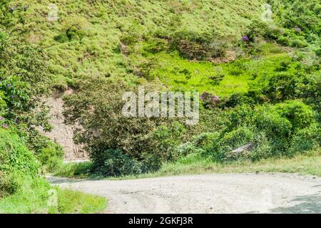 Landstraße und Kokafelder in der Nähe von Coroico in den Yungas-Bergen, Bolivien Stockfoto