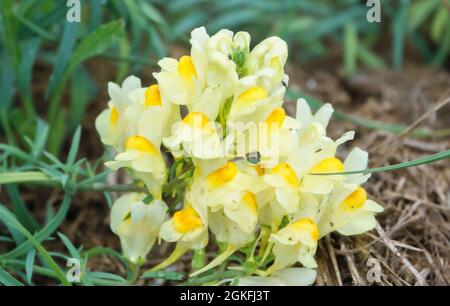 Leuchtend gelbe Krötling (Linaria vulgaris, gewöhnlicher Krötling oder Butter und Eier) blüht auf den Chalklands der Salisbury Plain, Wiltshire UK Stockfoto