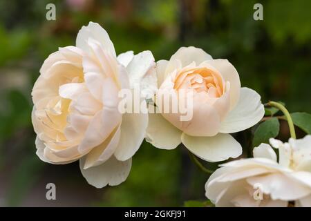 Nahaufnahme einer schönen cremefarbenen Rose namens Rosa Lichfield Angel. Eine englische Strauchrose von David Austin. VEREINIGTES KÖNIGREICH Stockfoto