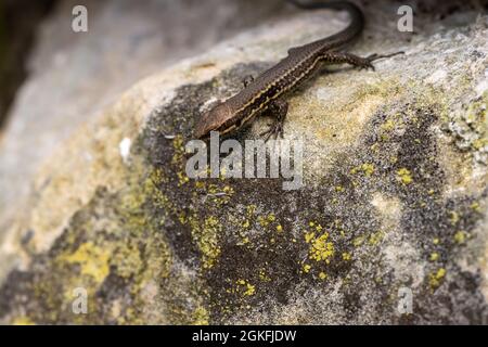 Wall Lizard Podarcis muralis isst Kartoffelkäfer in natürlicher Umgebung Stockfoto