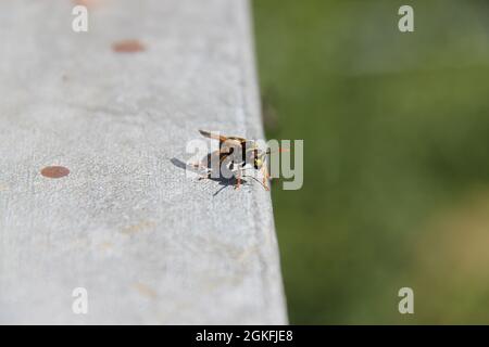 Eine Wespe sitzt auf einem Metallgeländer und sonnen sich Stockfoto