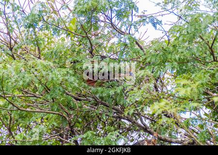 Hoatzin (Opisthocomus hoazin)-Vogel auf einem Baum, der den Yacuma-Fluss sät, Bolivien Stockfoto