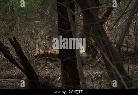 Ein Soldat der Bravo Company, 1. Bataillon, 109. Infanterie-Regiment, 2. Infanterie-Brigade-Kampfteam, bewegt sich am 9. April 2021 durch den Wald, um während der Truppenübungen auf einem Trainingsgelände in Williamsport eine Führungsrevision durchzuführen. Die Soldaten wurden auf ihre Fähigkeit getestet, das Ziel zu beobachten, ohne ihre Position zu geben. Stockfoto