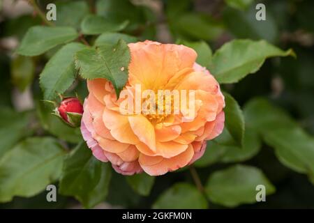 Nahaufnahme einer wunderschönen Rose mit rosa / orangen Blütenblättern namens Rosa Marie Curie. Eine floribunda Rose, die in Großbritannien blüht Stockfoto