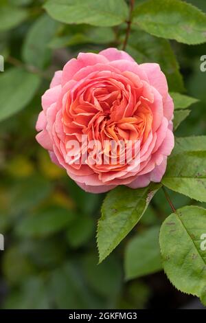 Eine wunderschöne orange rosa Rose namens Rosa Chippendale blüht in Großbritannien Stockfoto