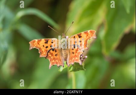 Feeding Comma (Polygonia c-Album) Stockfoto